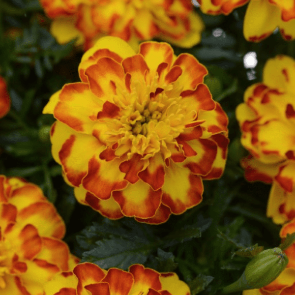 French Marigold Flamenco 1000 seeds