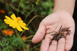 summer-sow-flowers